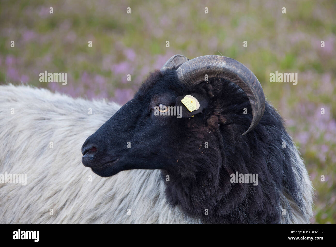 Heidschnucke, German Grey Heath. Portrait of a ewe. Lower Saxony, Germany Stock Photo