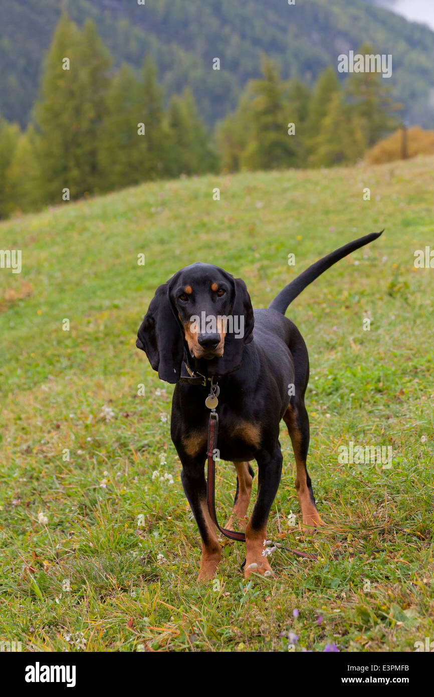 Bruno Jura Hound. Adult standing on a meadow. Switzerland Stock Photo