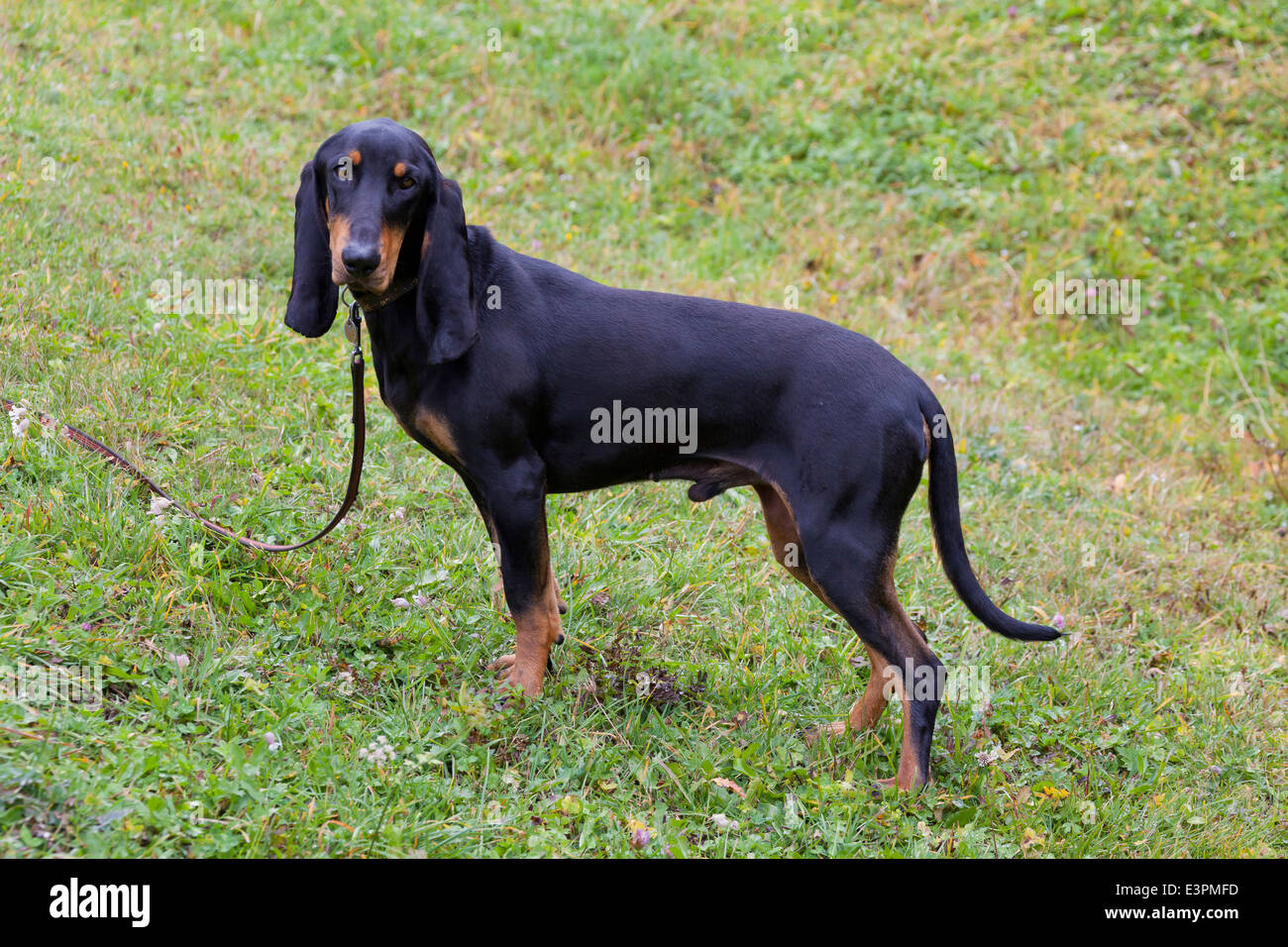 What Is The Breed Of Saint Hubert Jura Hound