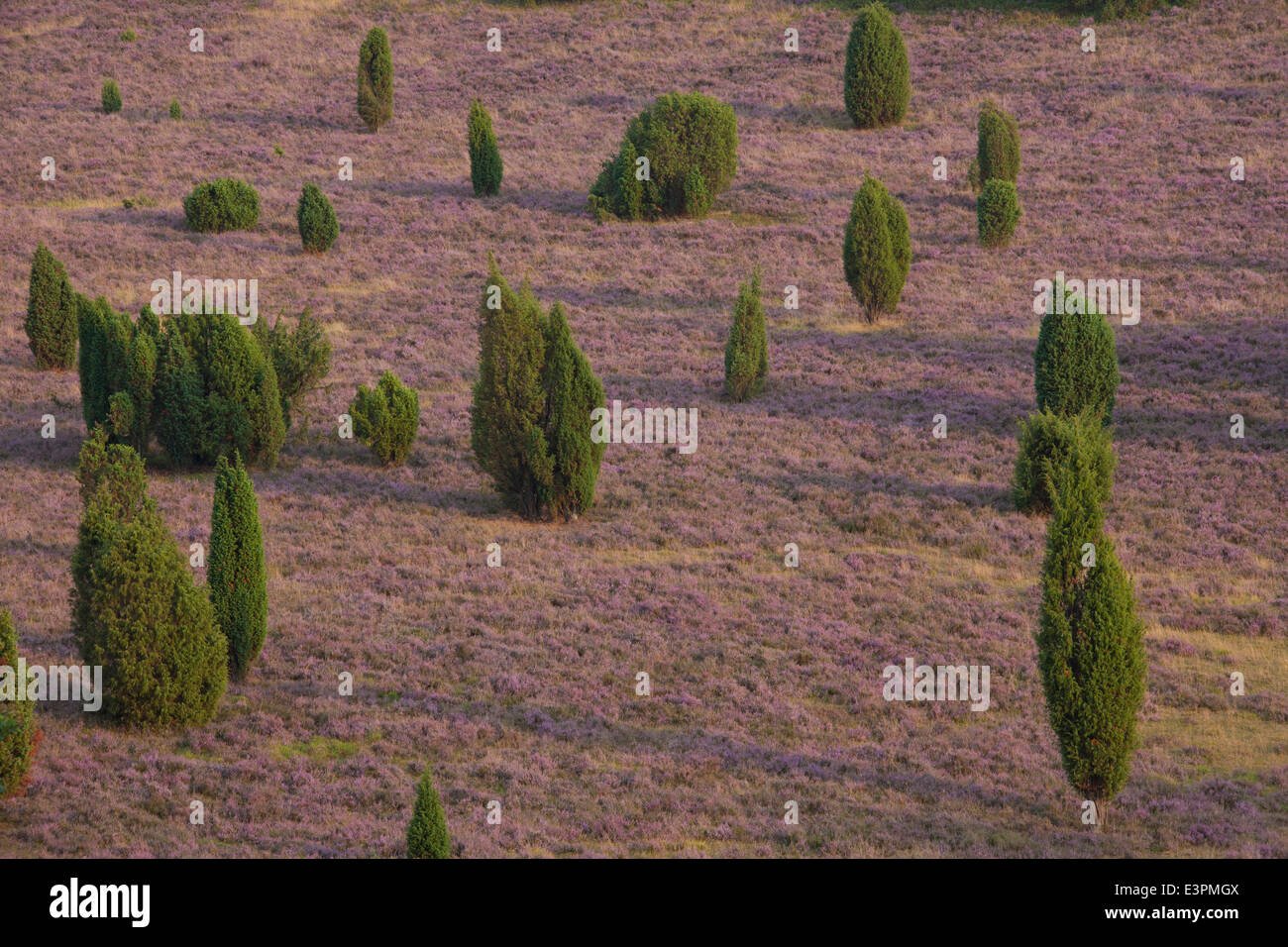 Totengrund, a dead-ice kettle hole near the Wilseder Berg with flowering heath and Juniper bushes. Lueneburg Heath, Lower Saxony Stock Photo