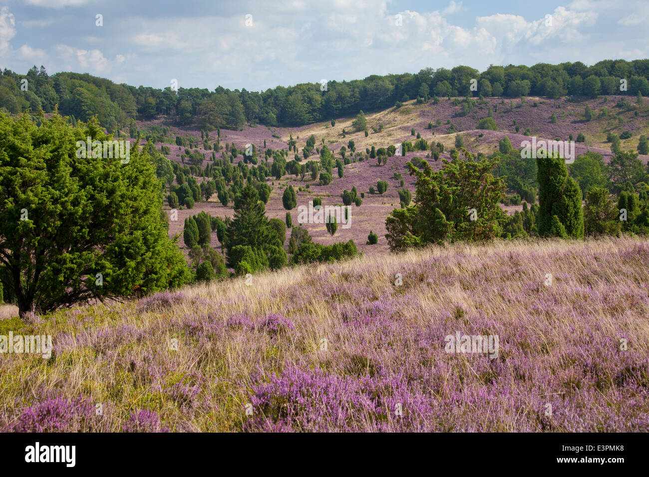 Totengrund, a dead-ice kettle hole near the Wilseder Berg with flowering heath and Juniper bushes. Lueneburg Heath, Lower Saxony Stock Photo