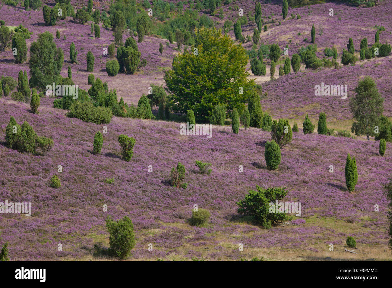 Totengrund, a dead-ice kettle hole near the Wilseder Berg with flowering heath and Juniper bushes. Lueneburg Heath, Lower Saxony Stock Photo