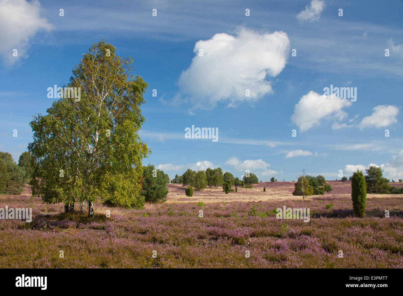 Flowering heath and Juniper bushes. Lueneburg Heath, Lower Saxony, Germany Stock Photo