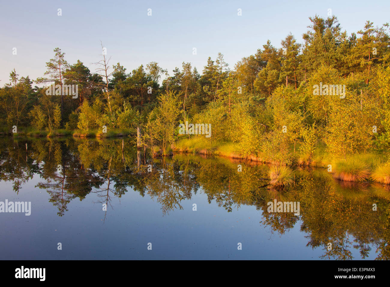 Pietzmoor, a raised bog near the town Schneverdingen, Lower Saxony, Germany Stock Photo