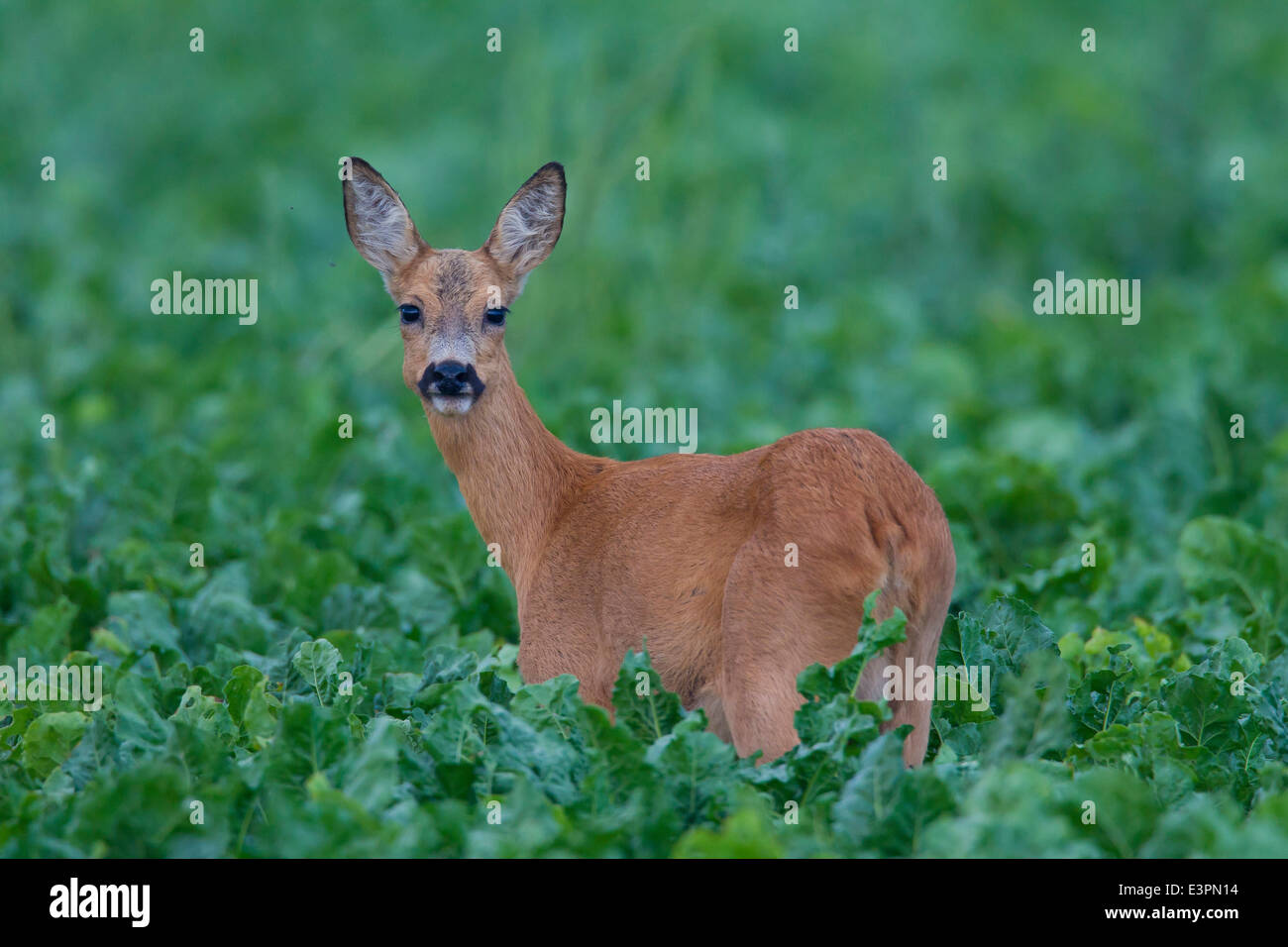 Roe Deer (Capreolus capreolus). Doe standing in a Sugar Beet field. Sweden Stock Photo