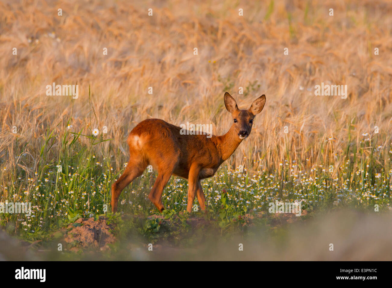 Roe Deer (Capreolus capreolus). Doe standing at the edge of a corn field, Germany Stock Photo