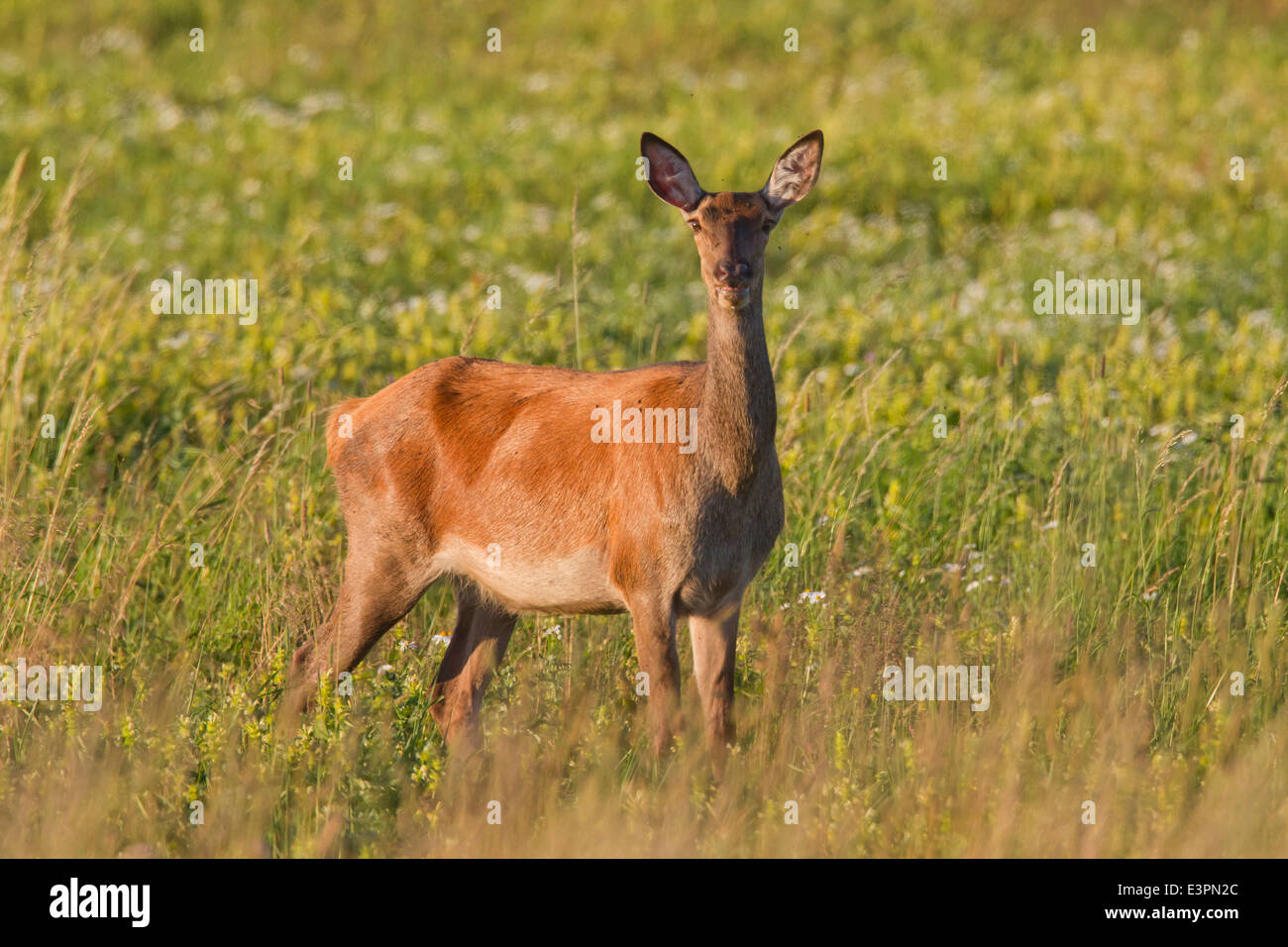 Red Deer (Cervus elaphus). Hind standing on a meadow. Sweden Stock Photo