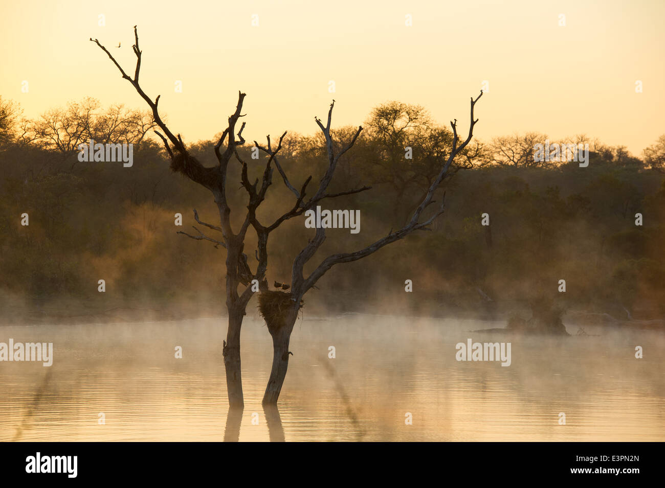 Hamerkop in a nest with early morning mist on the dam, Scopus umbretta, Sabi Sand Game Reserve, South Africa Stock Photo