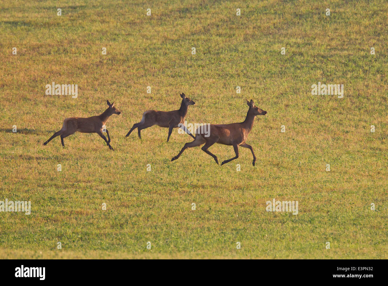 Red Deer (Cervus elaphus). Hind with two calves fleeing. Sweden Stock Photo