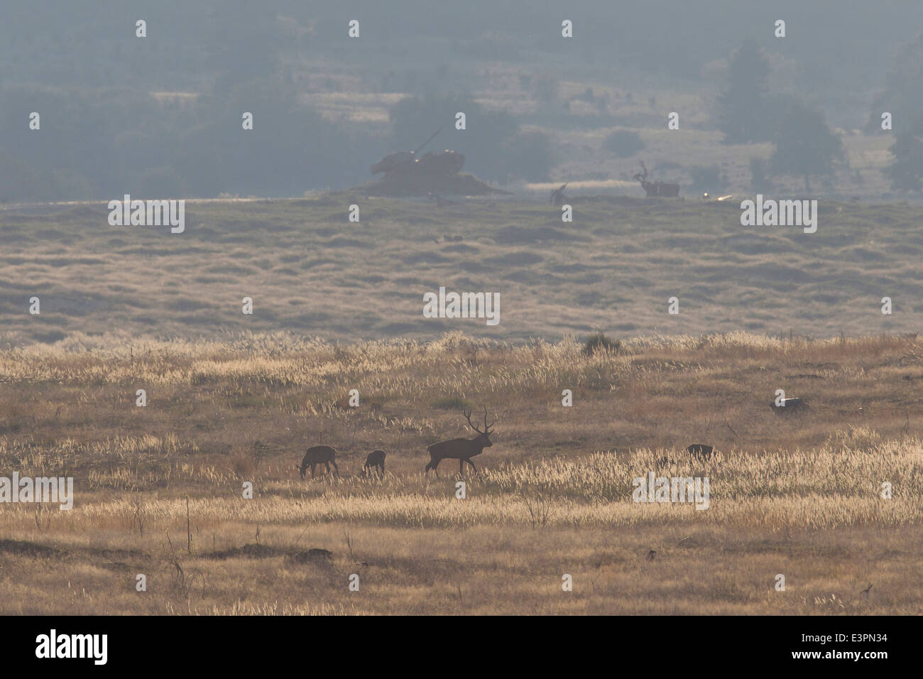 Red Deer (Cervus elaphus). Stags and hinds on a military training area during rut. Germany Stock Photo