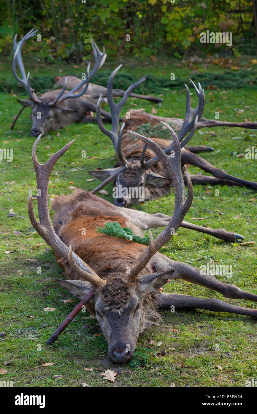 Red Deer (Cervus elaphus). Hunted stags. Bavaria, Germany Stock Photo
