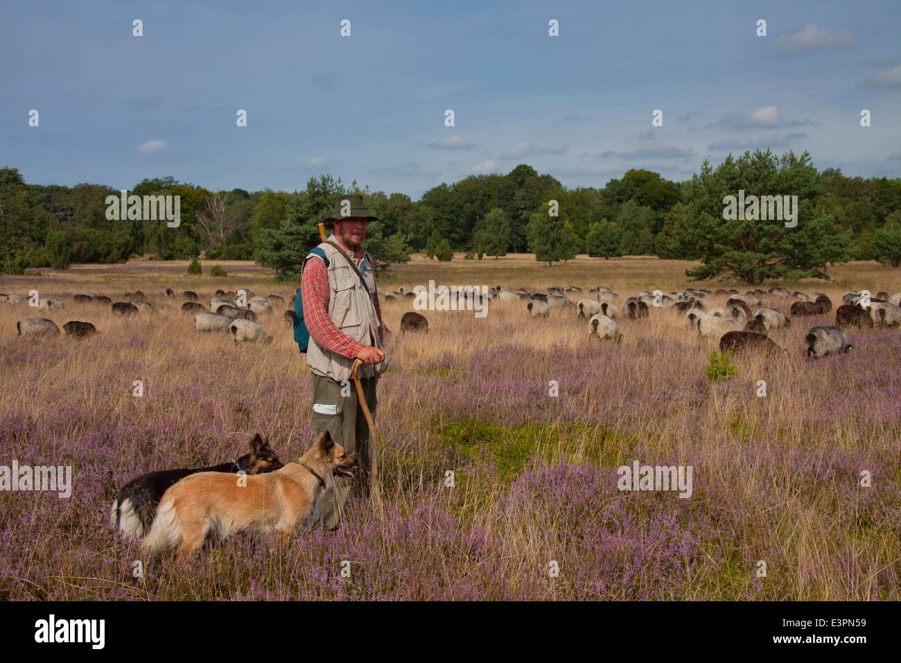 Heidschnucke German Grey Heath Shepherd grazing sheep Lueneburg Heath Lower Saxony Germany Stock Photo