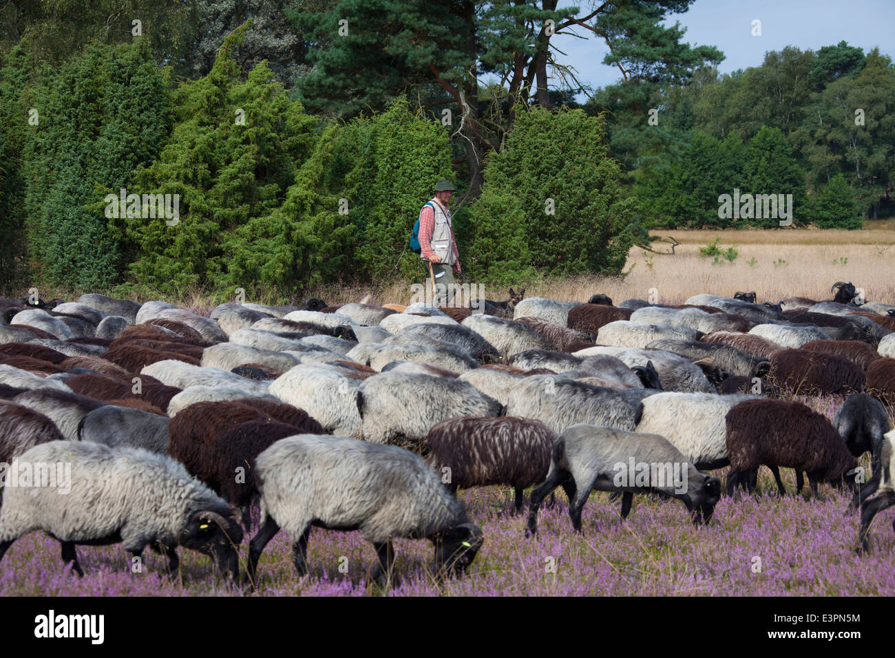 Heidschnucke German Grey Heath Shepherd grazing sheep Lueneburg Heath Lower Saxony Germany Stock Photo