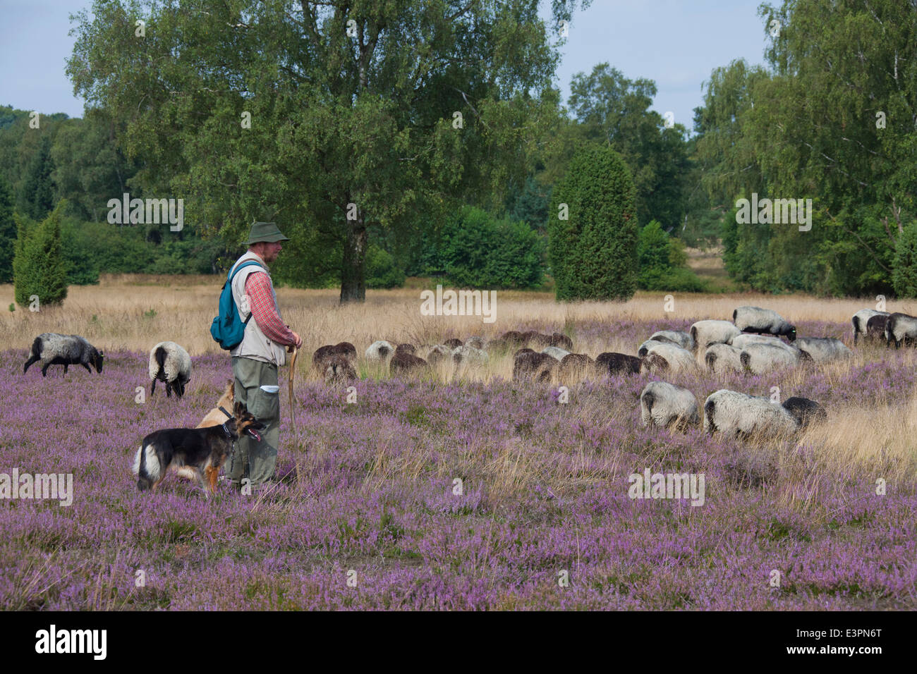 Heidschnucke German Grey Heath Shepherd grazing sheep Lueneburg Heath Lower Saxony Germany Stock Photo