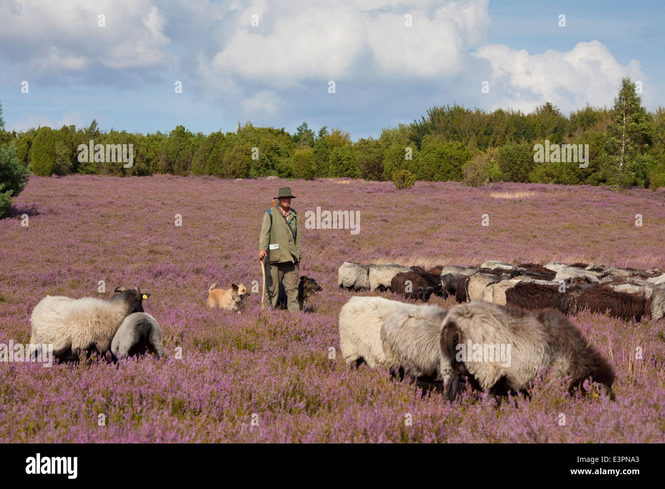 Heidschnucke German Grey Heath Shepherd grazing sheep Lueneburg Heath Lower Saxony Germany Stock Photo