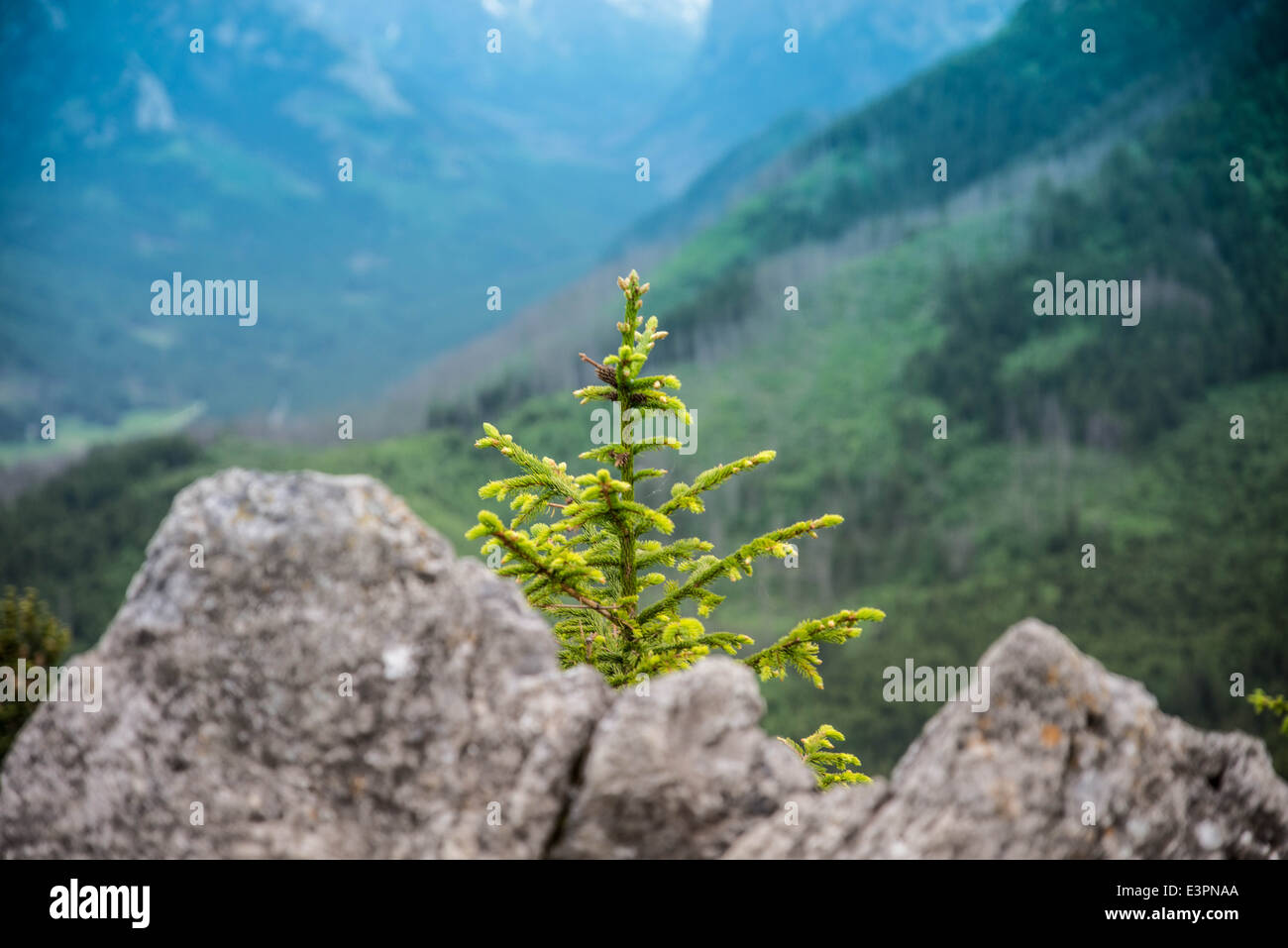 Pine tree in mountains Stock Photo - Alamy