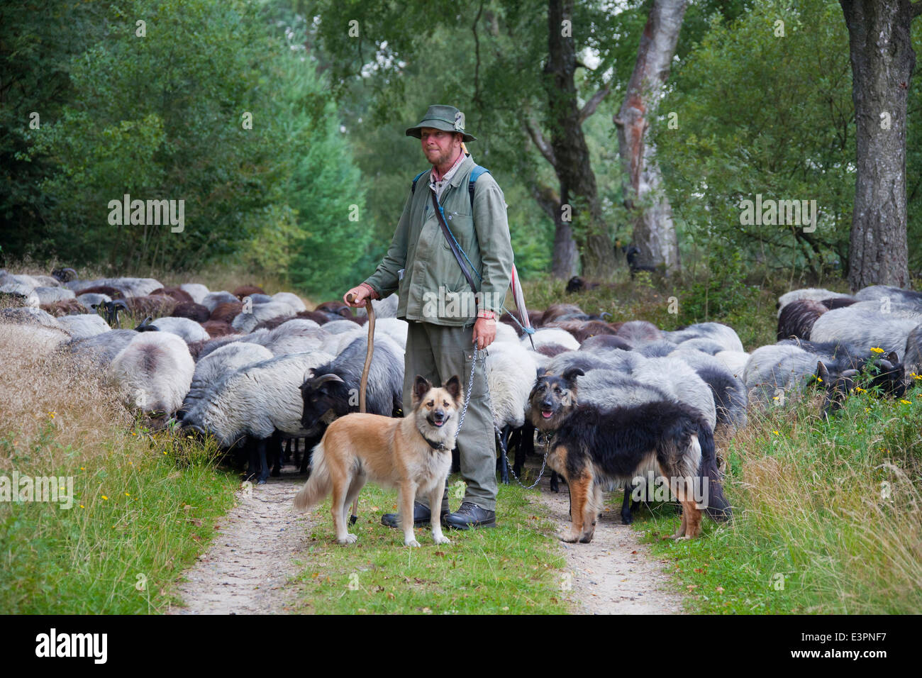 Heidschnucke German Grey Heath Shepherd dogs and sheep Lueneburg Heath Lower Saxony Germany Stock Photo