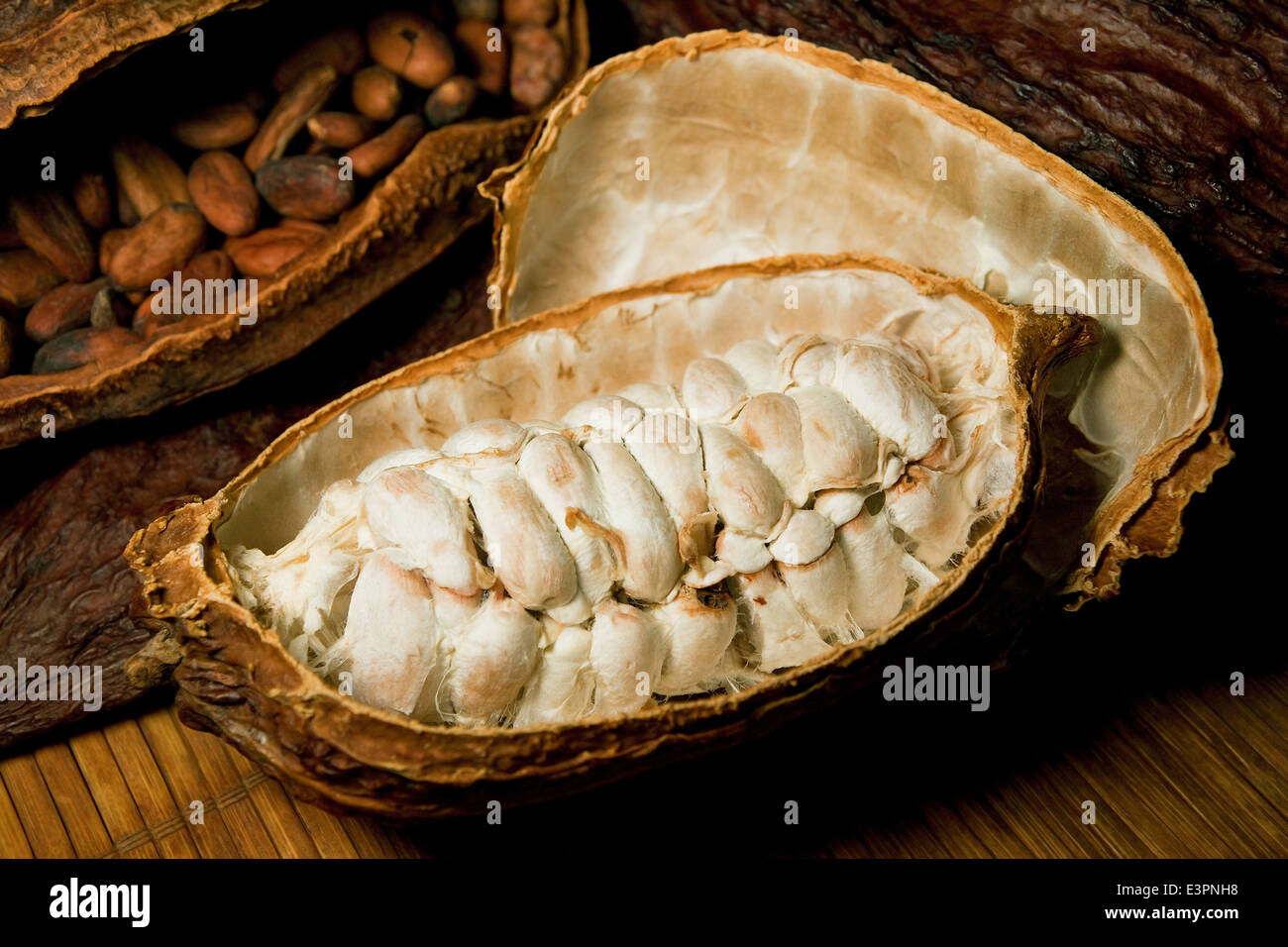 Cocoa beans nut husks with chocolate beans inside Theobroma fruit Stock