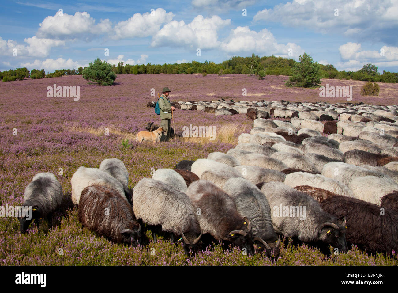 Heidschnucke German Grey Heath Shepherd grazing sheep Lueneburg Heath Lower Saxony Germany Stock Photo