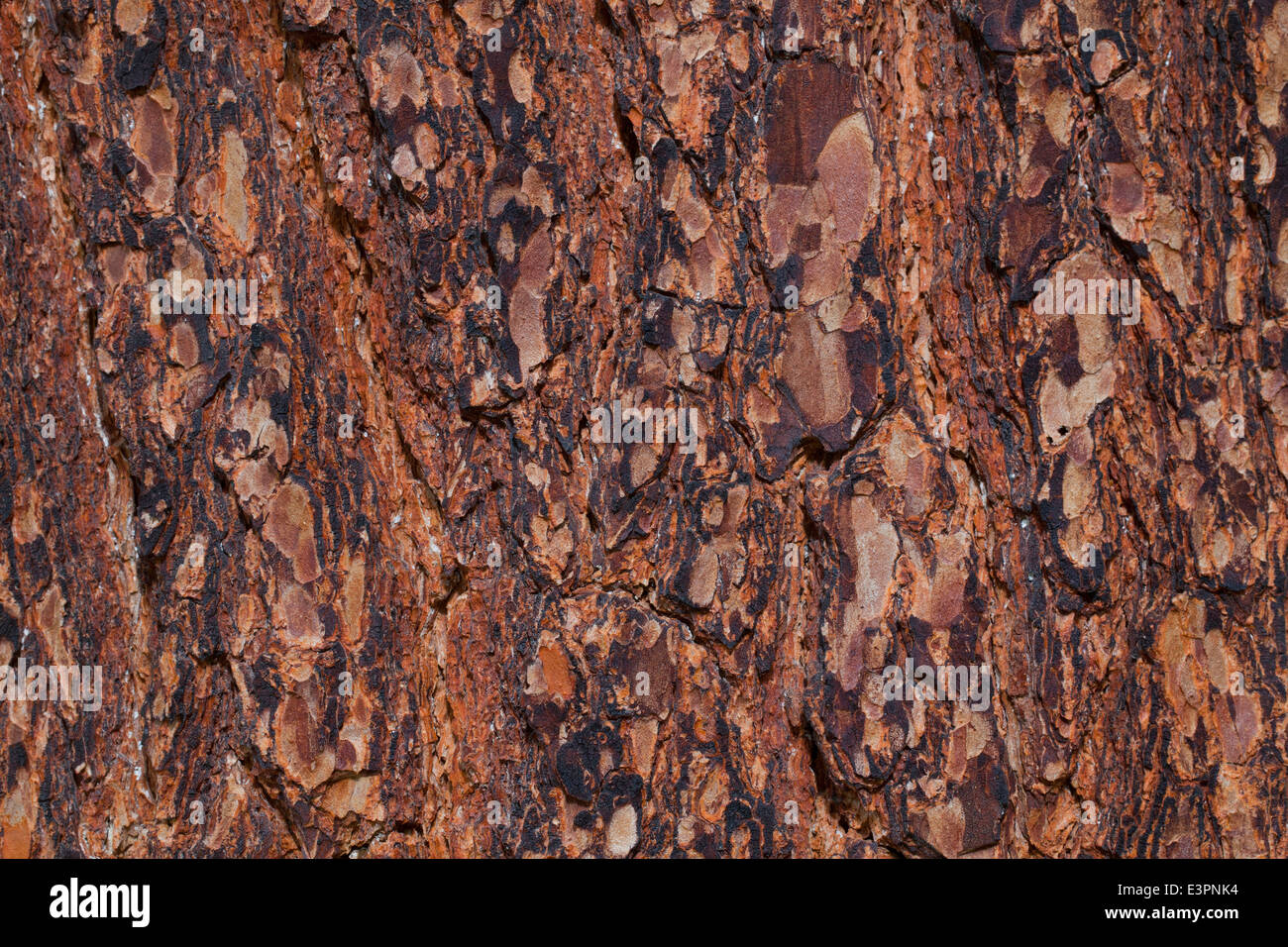 Swiss Pine (Pinus cembra), close-up of bark. Graubuenden, Switzerland Stock Photo