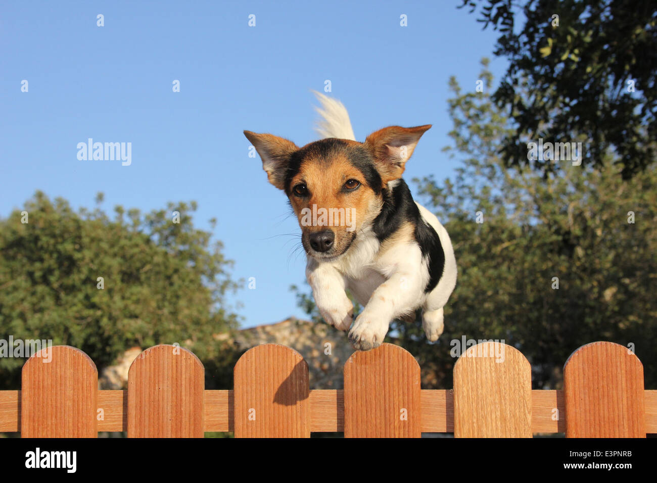 Jack russell terrier jumping garden hi-res stock photography and images ...