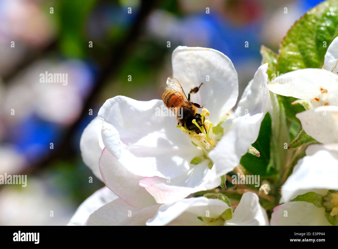 A honey bee pollinating and receiving nectar from an apple tree flower in the Annapolis Valley of Nova Scotia, Canada Stock Photo
