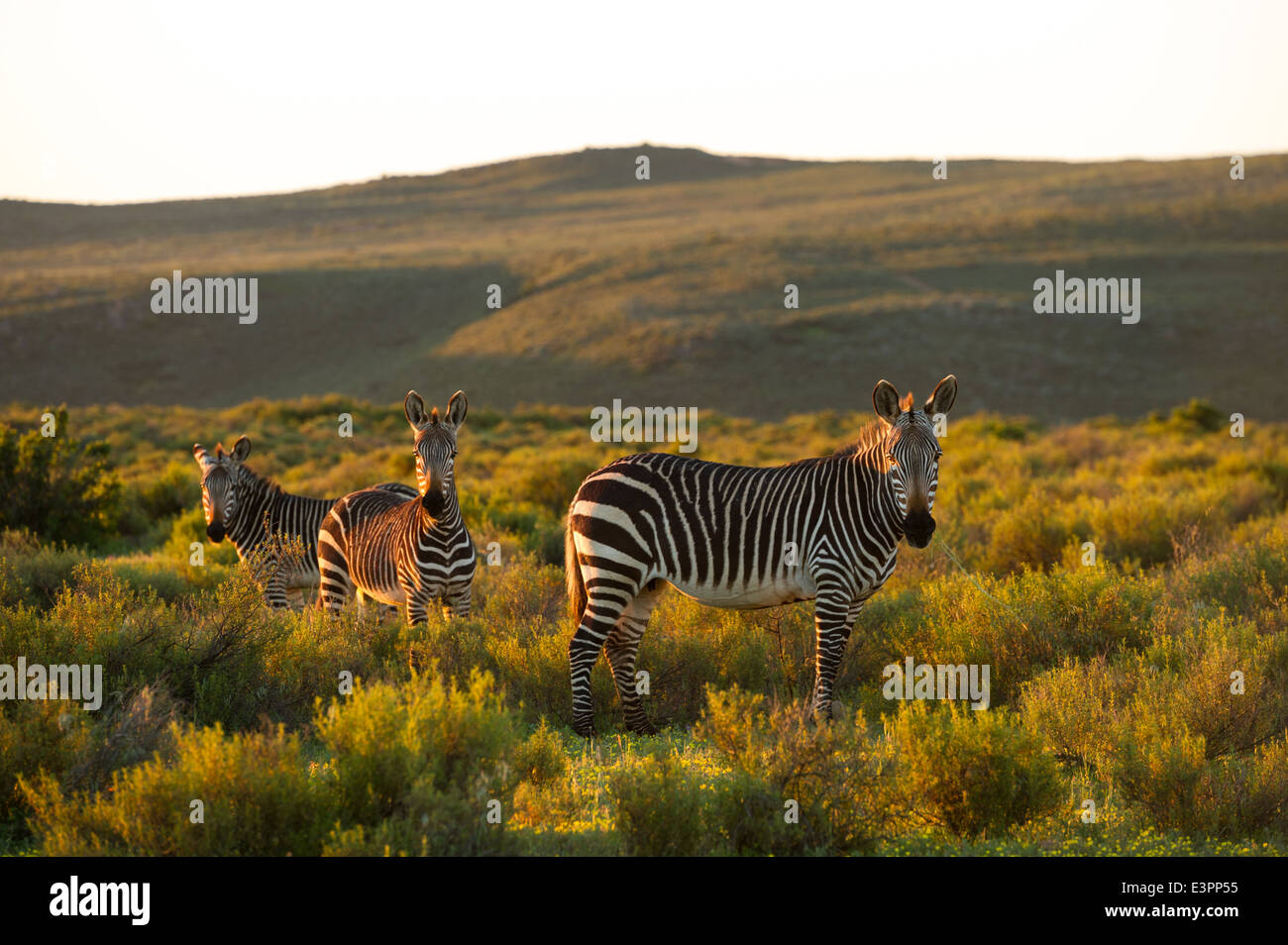 Cape mountain zebra, Equus zebra zebra, Bushmans Kloof Wilderness Reserve, South Africa Stock Photo
