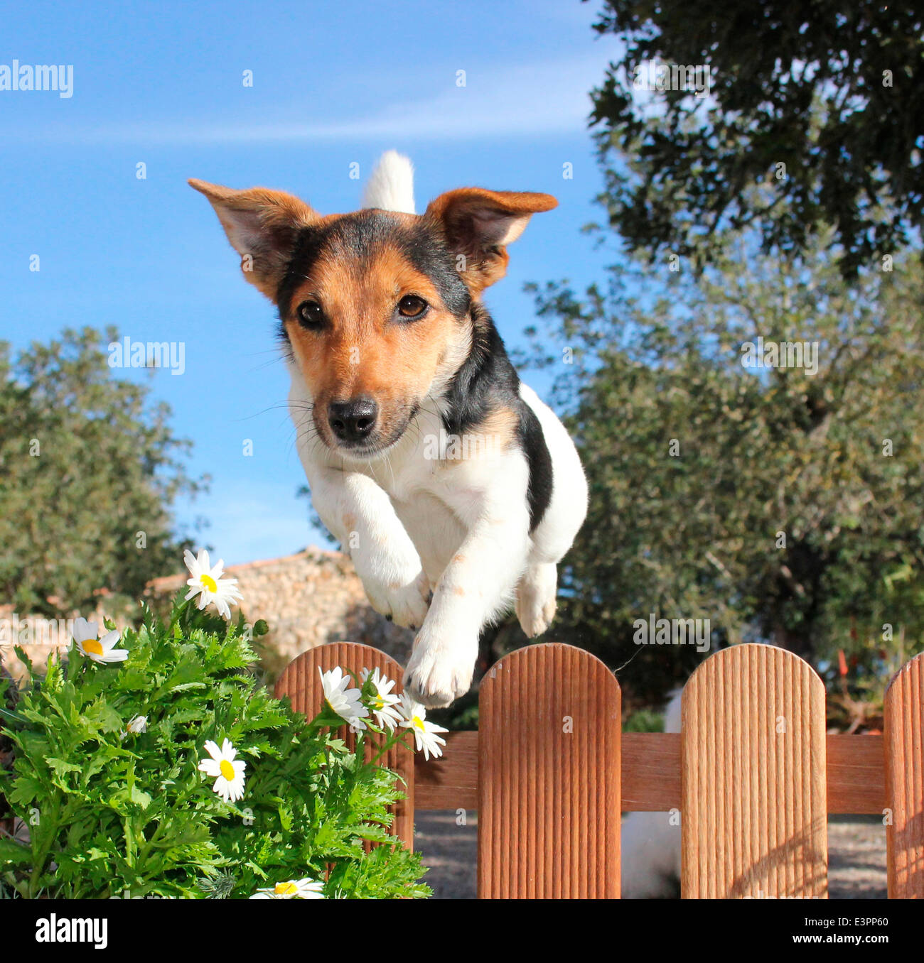 Jack Russell Jumping Fences Jack Russell Riding Pony: Jumping Horses