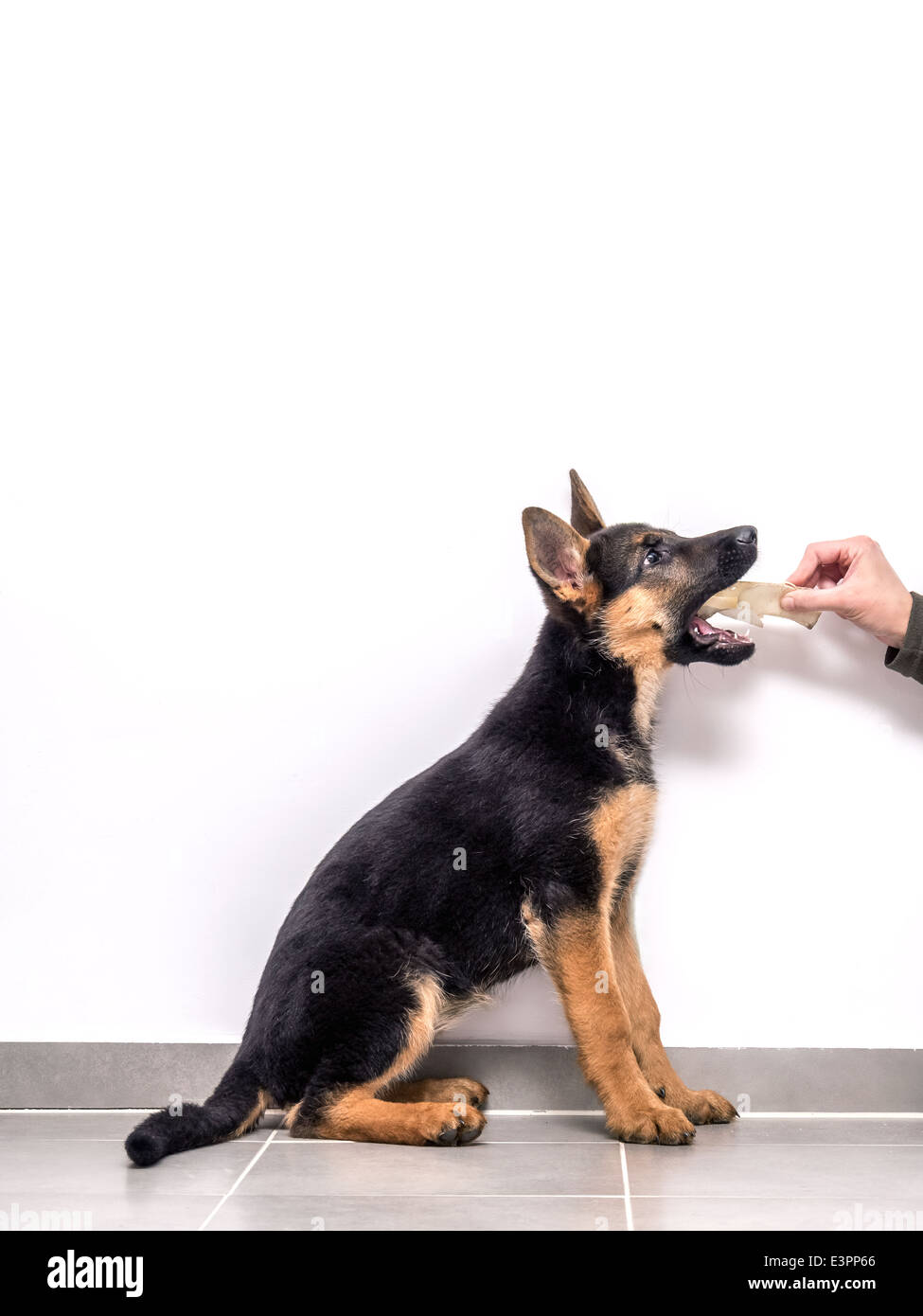 German shepherd puppy being tamed using treat Stock Photo