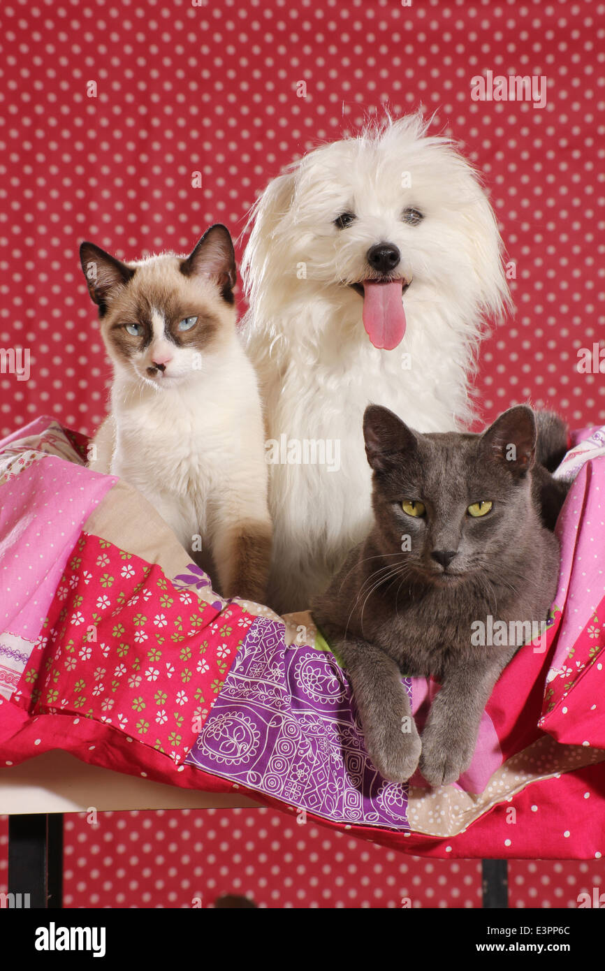 Domestic cat Maltese two cats colourful blanket Spain Stock Photo
