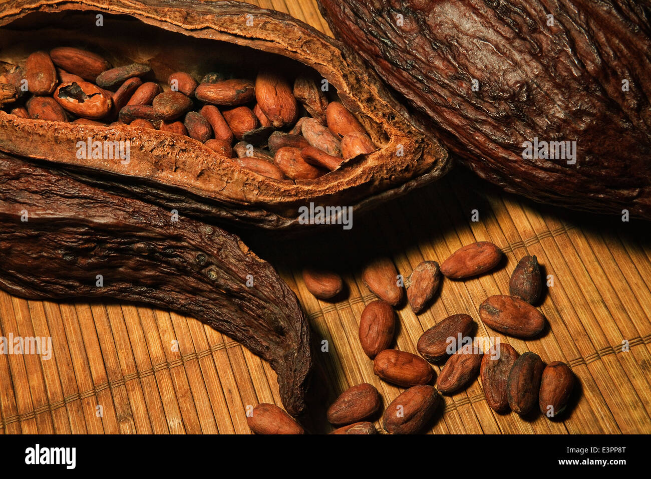 Cocoa beans nut husks with chocolate beans inside Theobroma fruit. Stock Photo