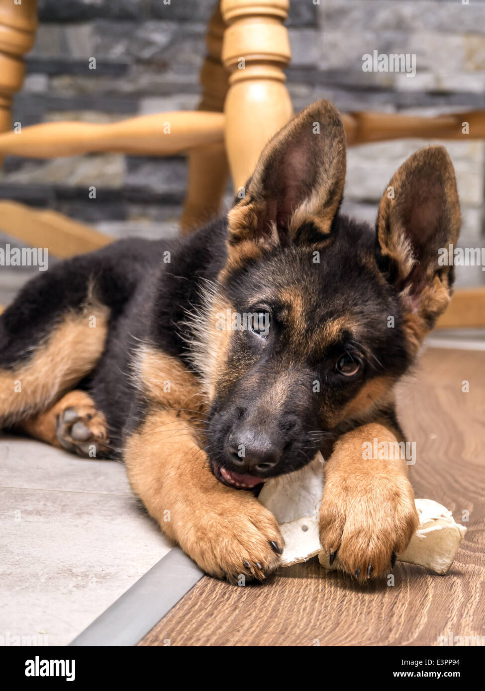 German shepherd puppy playing with pet toy on the floor Stock Photo