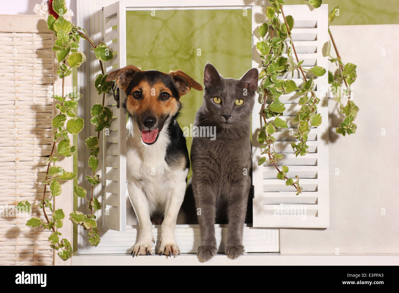 Jack Russell Terrier kitten looking out from window white shutters