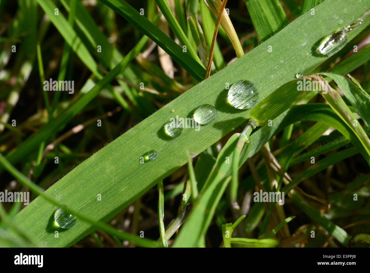 water droplets from morning dew on leaf Stock Photo