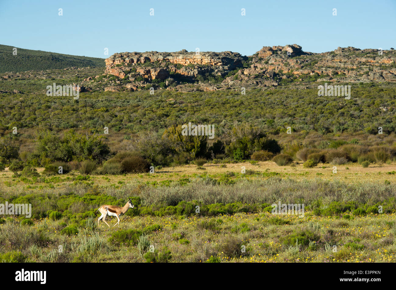 Springbok, Antidorcas marsupialis, Bushmans Kloof Wilderness Reserve, South Africa Stock Photo