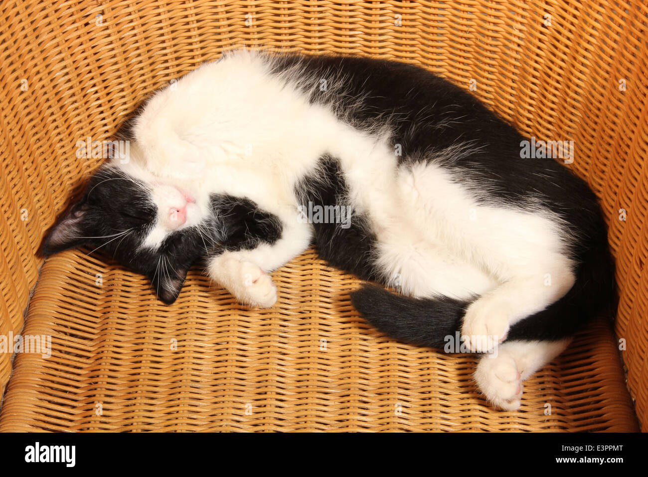 Domestic cat Black white kitten 6 month old sleeping wicker chair Spain Stock Photo - Alamy Domestic cat Black white kitten 6 month old sleeping wicker chair Spain Stock Photo - Alamy