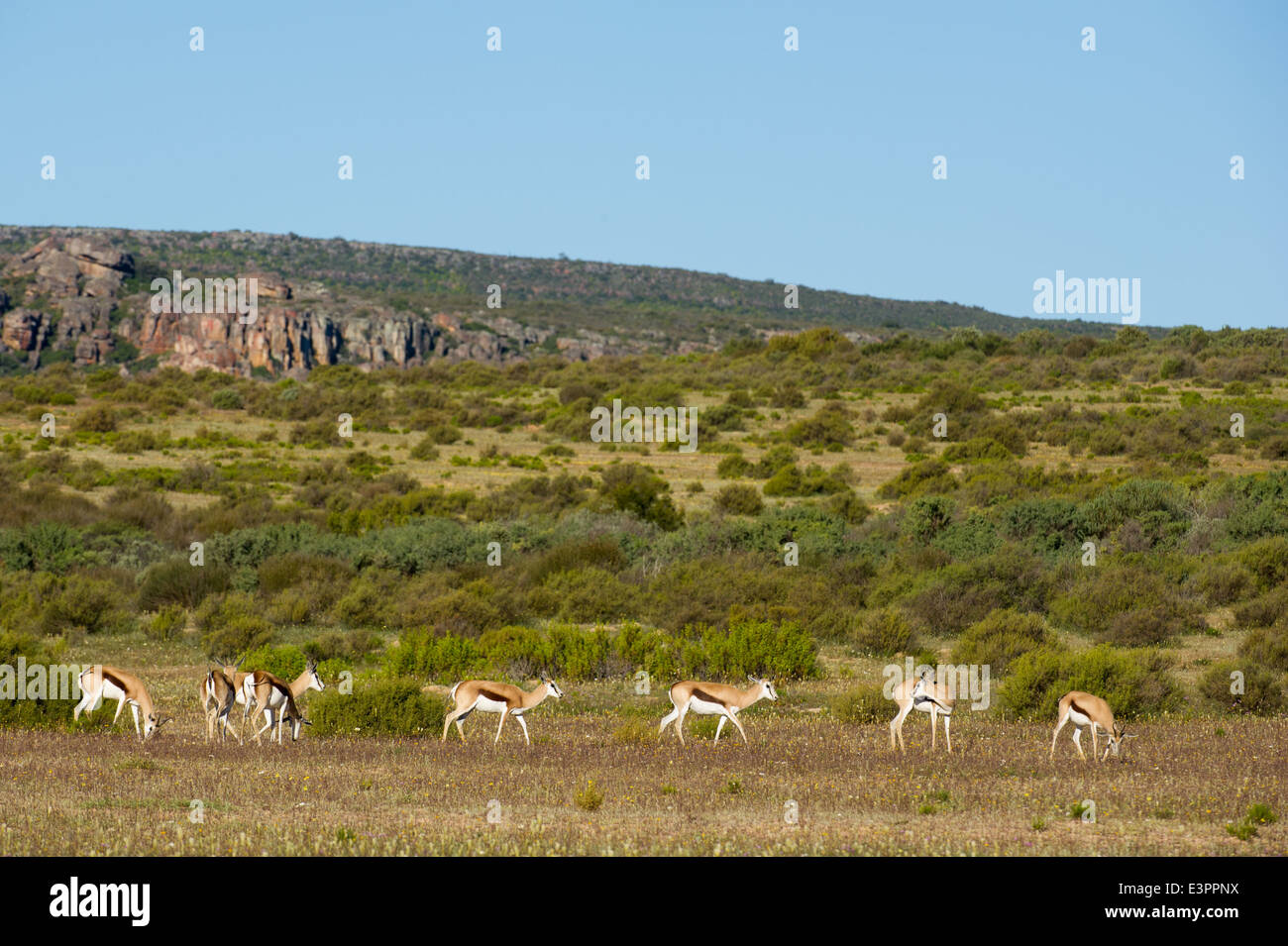 Springbok, Antidorcas marsupialis, Bushmans Kloof Wilderness Reserve, South Africa Stock Photo