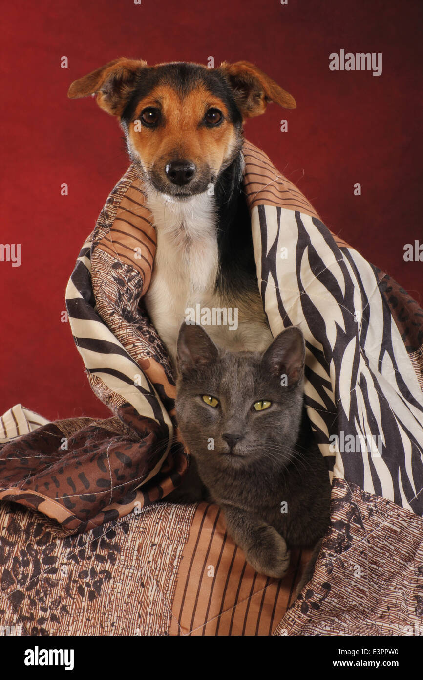 Do Jack Russell Get Along With Cats