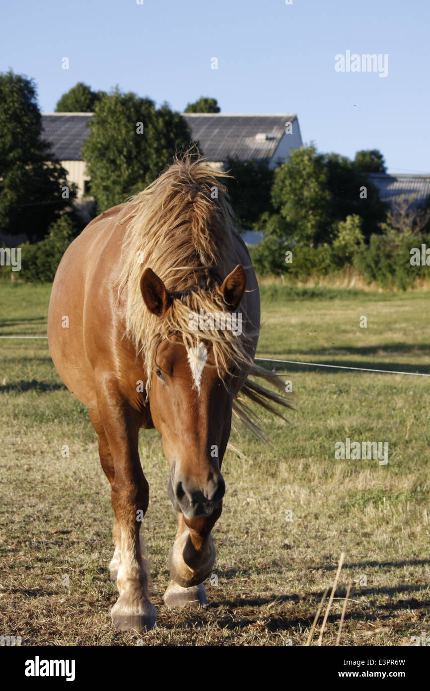 Horse, comtois, Nîmes-le-Vieux, Cévennes, Lozère, Languedoc-Roussillon, Causse Méjean, France. Stock Photo