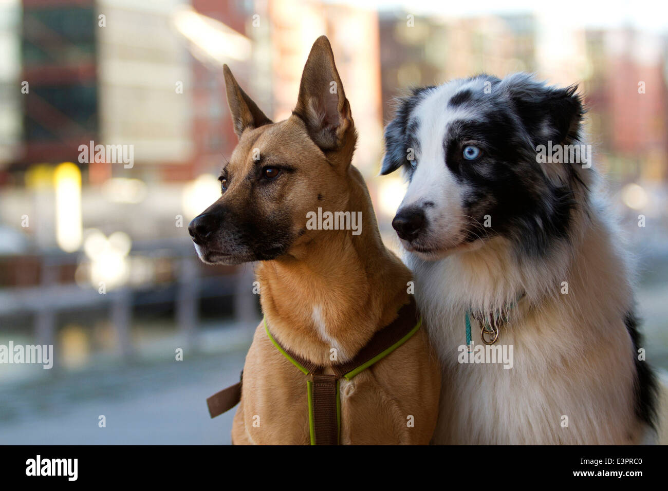 Mixed-breed dog Malinois x ? Australian Shepherd city Hamburg Germany Stock  Photo - Alamy