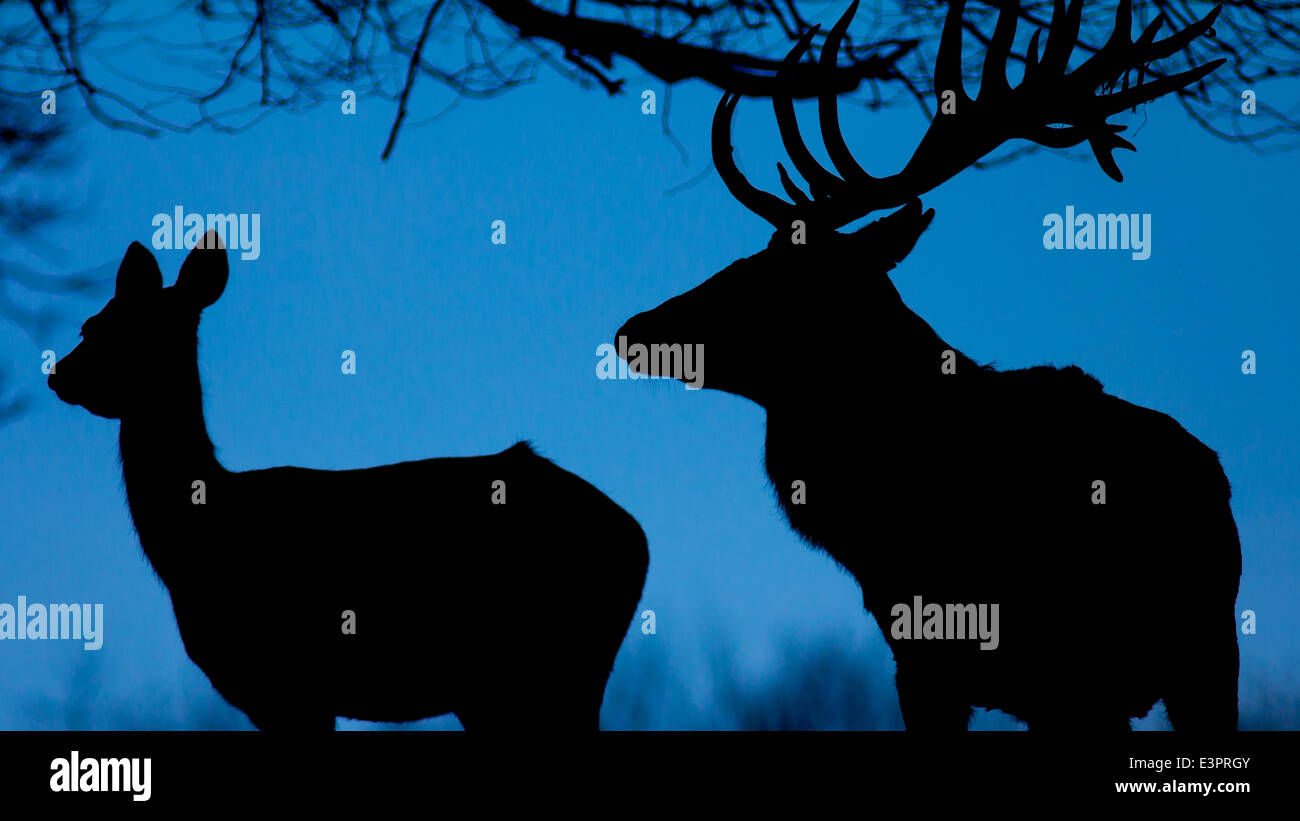 Red Deer Cervus elaphus Stag hind silhouetted at dusk against sky Stock Photo