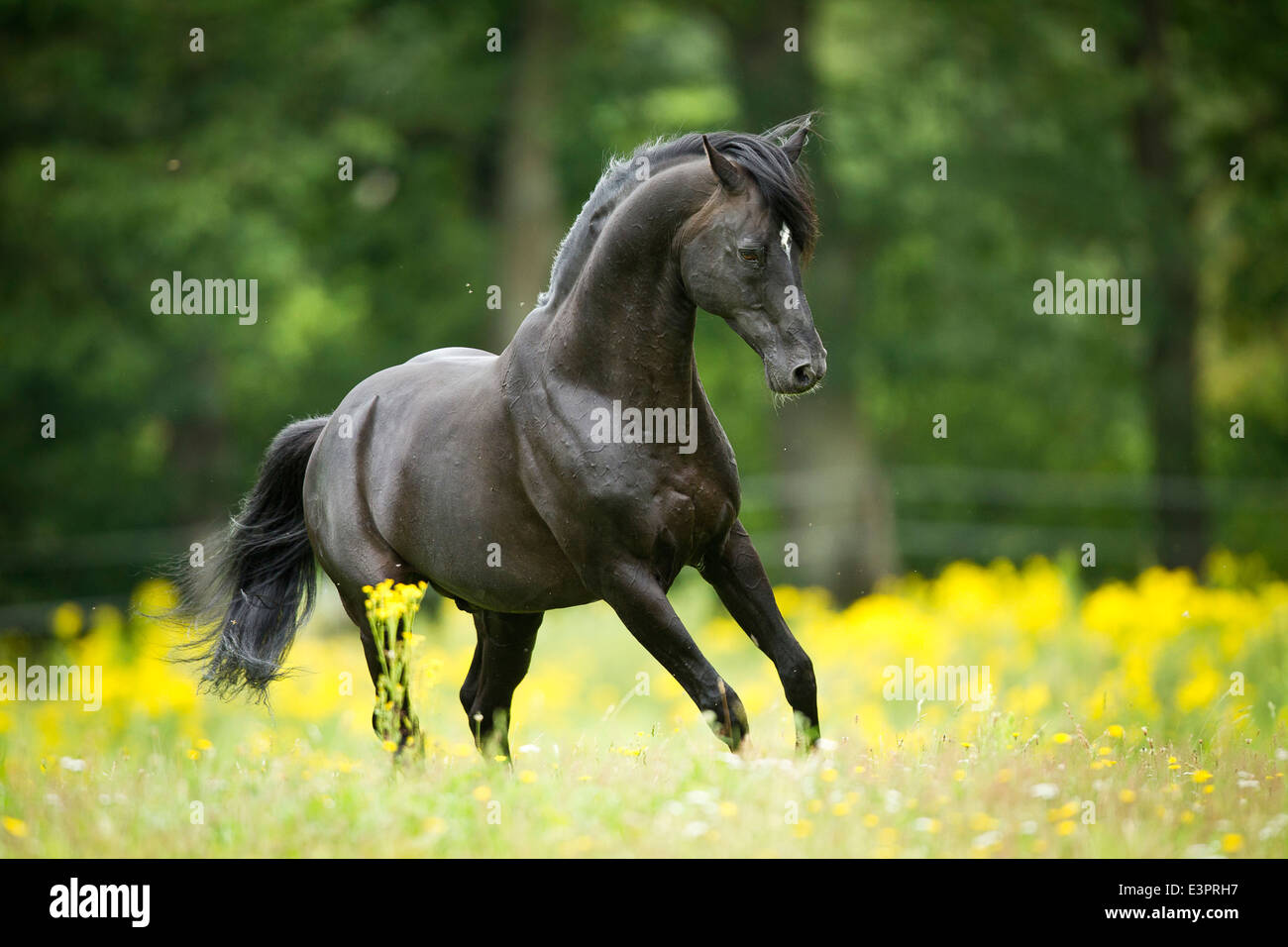AngloArabian AngloArab Black stallion galloping pasture Germany Stock