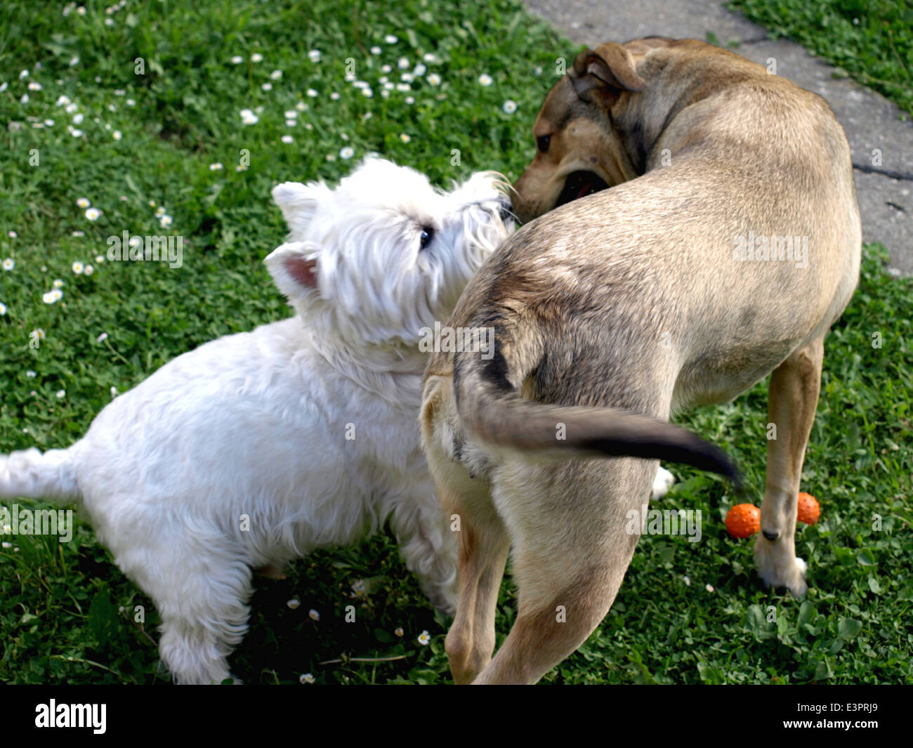 two dogs playing Stock Photo - Alamy