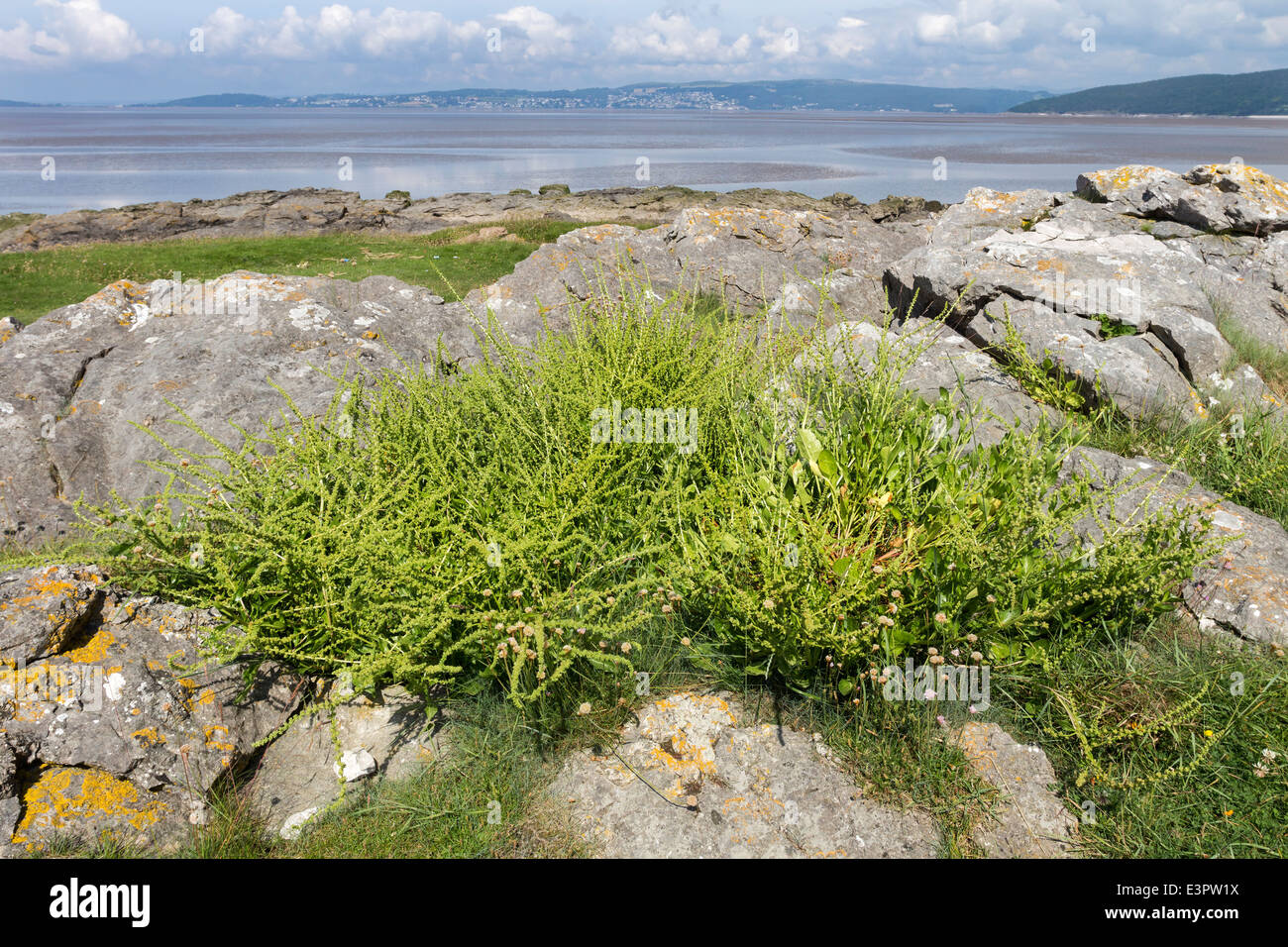 Sea Beet, Beta vulgaris sp maritima in Flower Morecambe Bay Lancashire UK Stock Photo