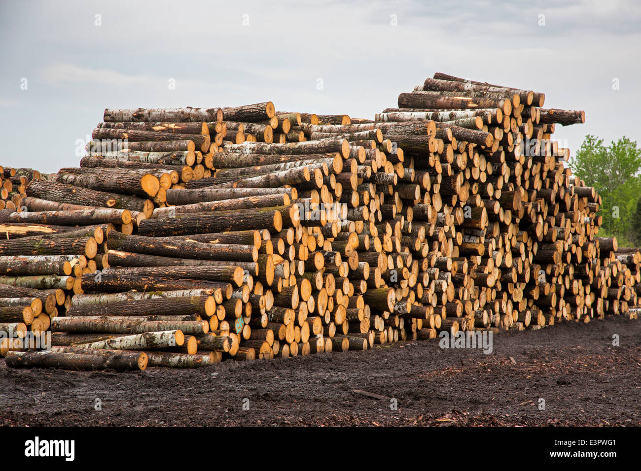 Wentworth, Wisconsin Logs at a lumberyard Stock Photo 71188433 Alamy
