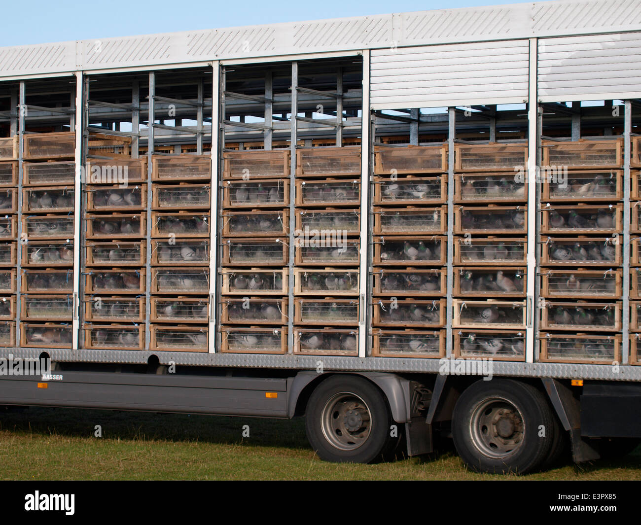 Racing pigeons in boxes on a lorry ready to be released, UK Stock Photo Alamy