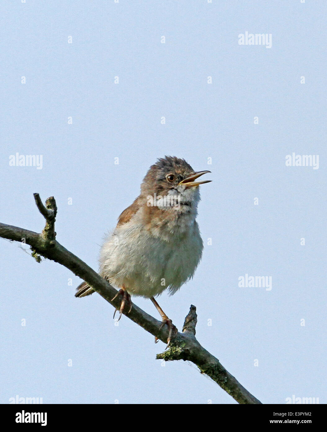 Whitethroat  Sylvia communis perched in tree Stock Photo