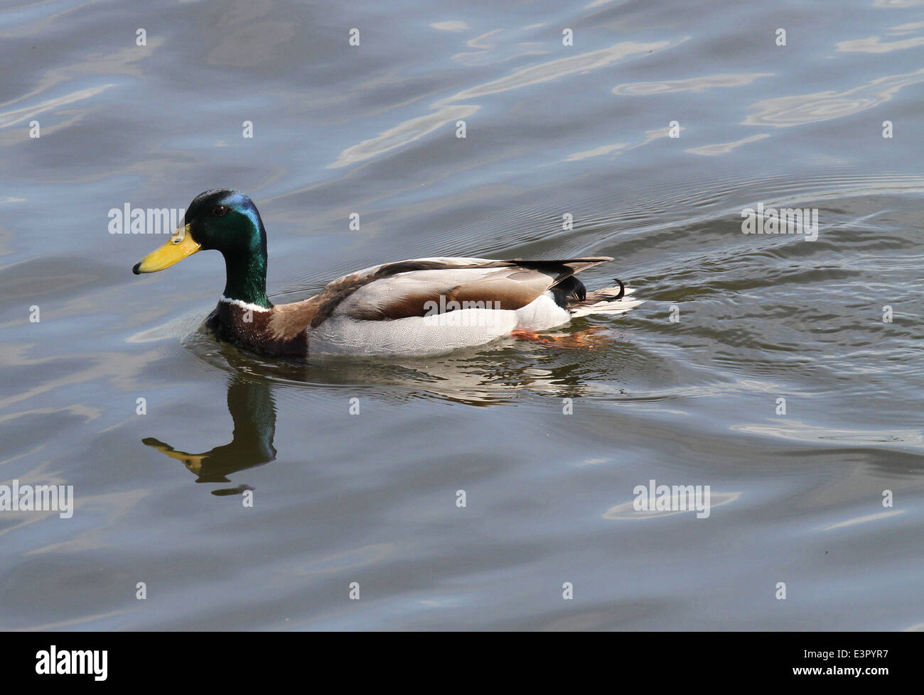 Mallard duck paddling Stock Photo