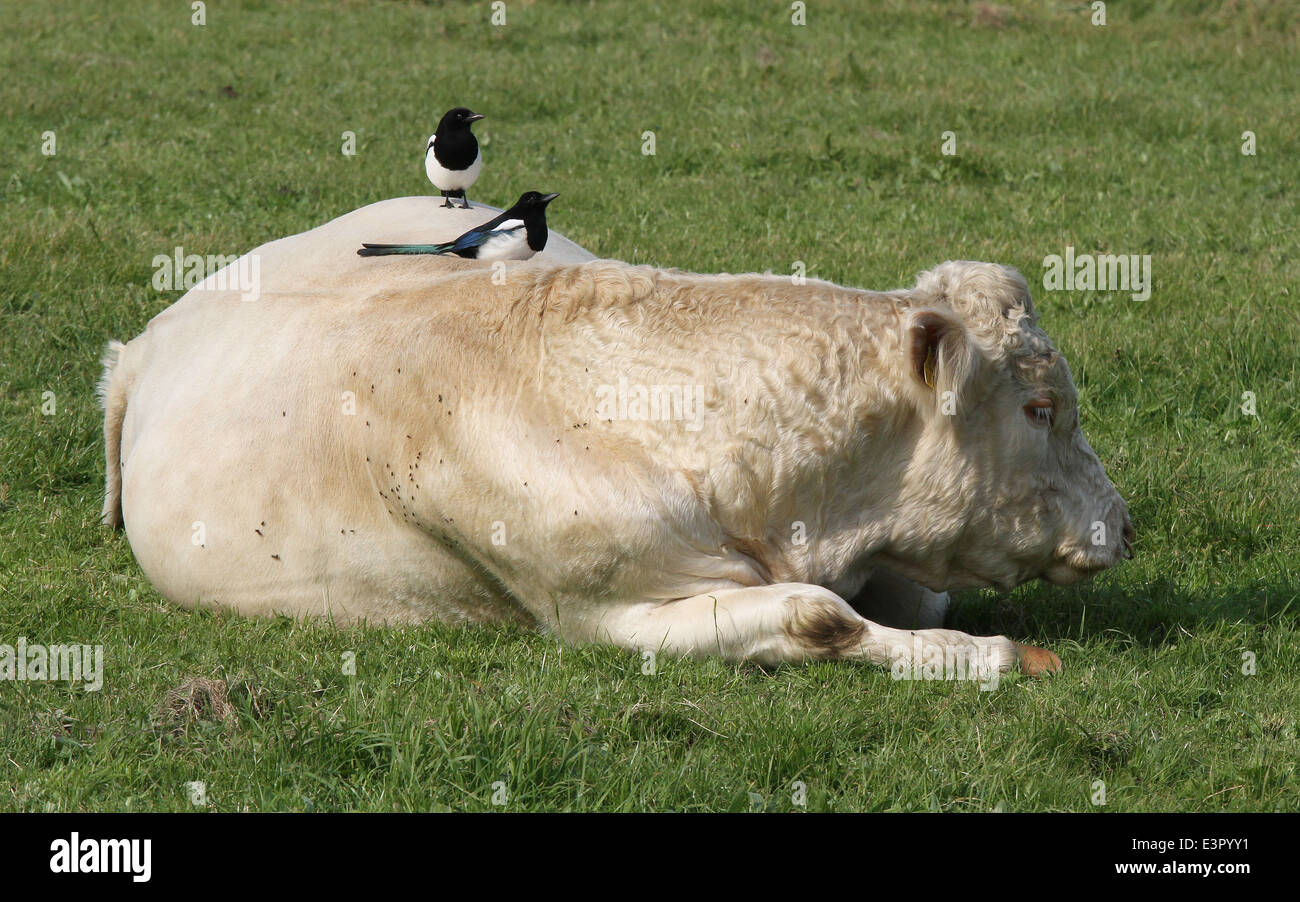 Symbiosis Magpies feeding off flies on back of cattle on Sherkin