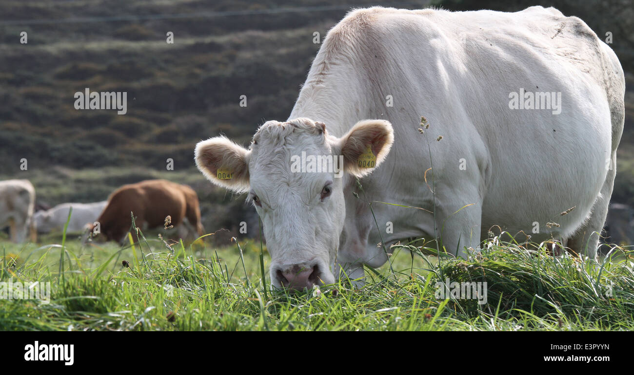 Cow grazing on grass at Sherkin Island County Cork Ireland Stock Photo